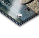 Black Swan by the Lake Acrylic print