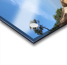 Tree Growing Right Acrylic print