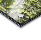 Kabili Sepilok Forest Reserve Orangutans 1 Acrylic print