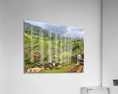 101 Tea Plantations Acrylic Print