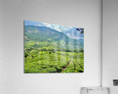Tea Plantations 2 Acrylic Print