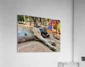 Doggie Afternoon Nap Acrylic Print