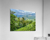 Tea Plantations 1 Acrylic Print