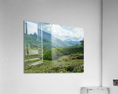 Tea Plantations 4 Acrylic Print