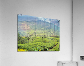 Tea Plantations 3 Acrylic Print