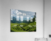 Tea Plantations 5 Acrylic Print
