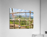 Peak a Tree Acrylic Print