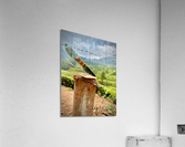 Coconut Knife 2 Acrylic Print