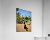 Kitty Overlooking the Garden Acrylic Print