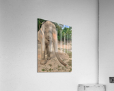 Elephant Trunk Sideways Acrylic Print