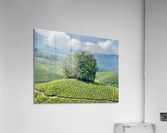 Trees Through the Tea Impression acrylique