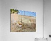 White Crab on the Beach Acrylic Print