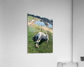 White Kangaroo Chilling Acrylic Print