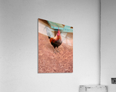 Rooster by the Table Acrylic Print