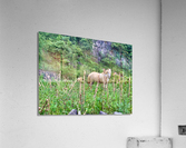 Wild Horse in the Field Acrylic Print