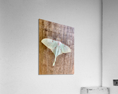 White Butterfly Acrylic Print
