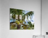 Cocunuts in the sky Acrylic Print