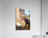 Cat Dreaming of the Future Acrylic Print