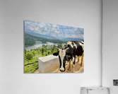 Cow with a View Acrylic Print