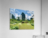 Horses by Angle Eye Mountain Acrylic Print