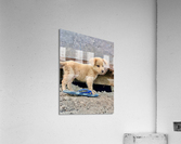 Flip Flop Puppy Acrylic Print