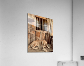 Doggy in Jail Acrylic Print