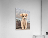 Cutest Puppy Ever Posing Acrylic Print
