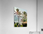 Palm Trees by the Beach Acrylic Print