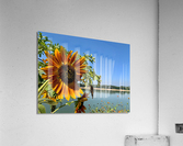 Sunflower View Acrylic Print