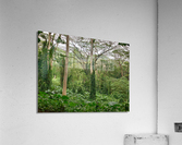 The Canopy Acrylic Print