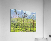 Trees in the Tea Plantations Acrylic Print