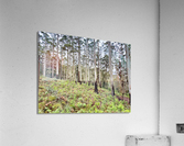 White Trees Acrylic Print