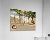 The Man and the Dog Acrylic Print