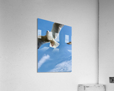 Seagull Look Acrylic Print