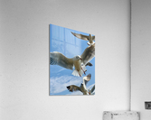 Seagull Look 2 Acrylic Print