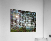 Sun Through the Tree Acrylic Print