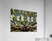 All the Branches Acrylic Print
