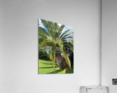 Baby Palm Tree Acrylic Print