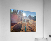 Cows in the Sun Acrylic Print