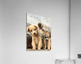 Give Me Some Room Puppy Acrylic Print