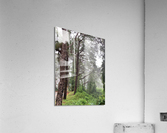 Trees of Mystery Acrylic Print
