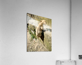 Puppy s efforts Acrylic Print