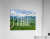 Tea Plantations 7 Acrylic Print