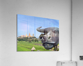 Water Buffalo Head in front of Temple Acrylic Print