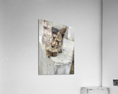 Cute Kitty 3 Acrylic Print