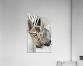 Cute kitty 2 Acrylic Print