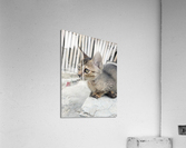 Cute Kitty Acrylic Print