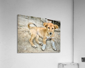 Cute Puppy Acrylic Print