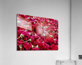Many Roses Acrylic Print