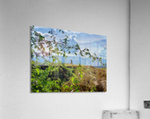 Working the Rice Fields Acrylic Print